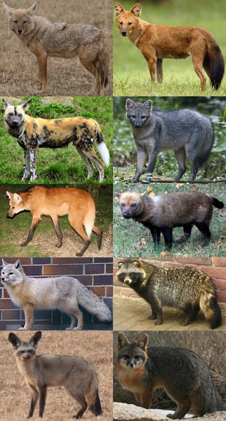 Family Canidae