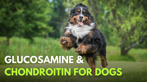 Glucosamine and chondroitin for dog mobility, joint, arthritis