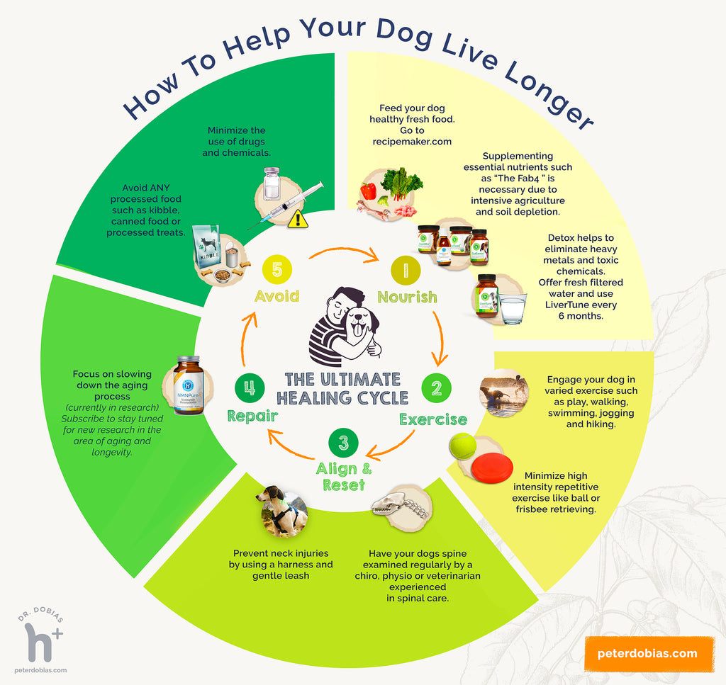 how to help your dog live longer