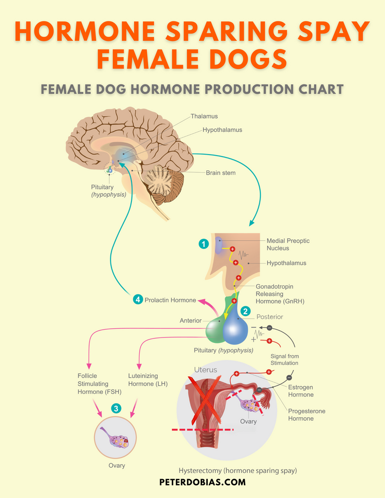 Hormone sparing spay female dogs (spay or neuter your dog)