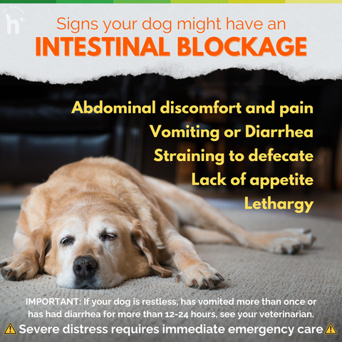 Lack of appetite Vomiting Intestinal blockage symptoms. Diarrhea, Abdominal discomfort and pain, Straining to defecate, and Lethargy