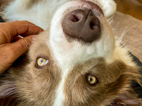 border collie Pax looking at camera upside down