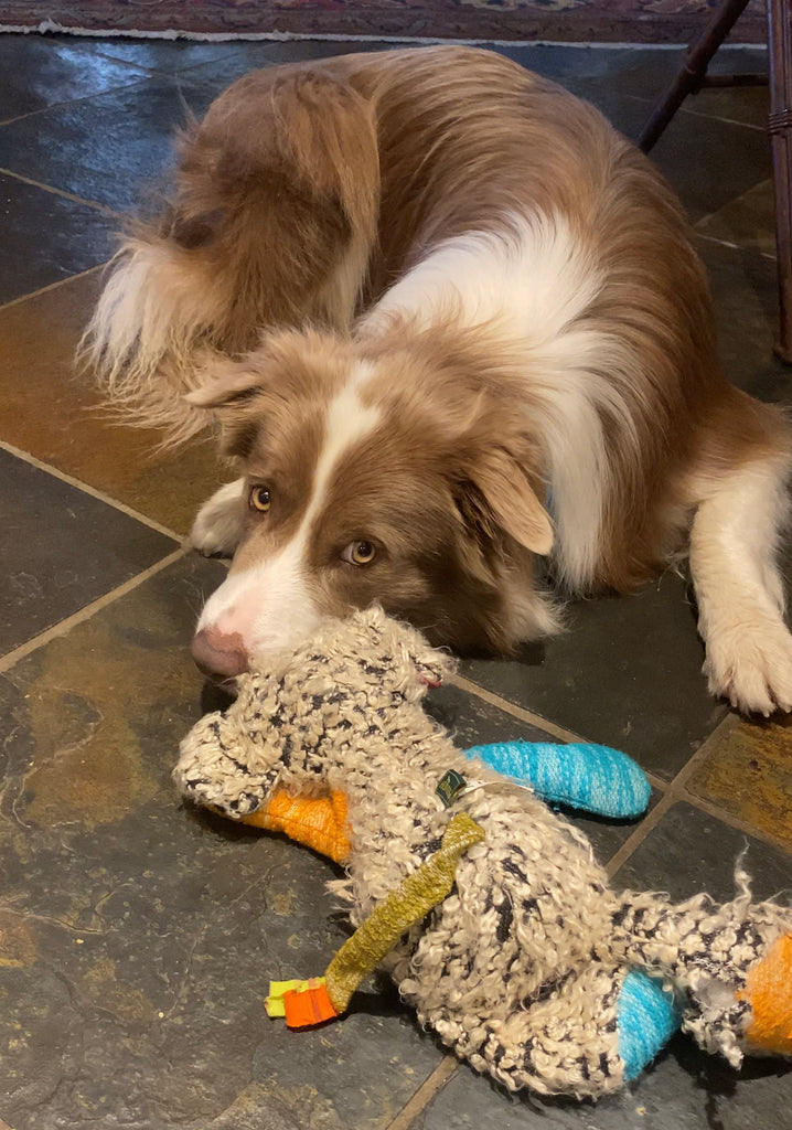 Border collie Pax looking mopey