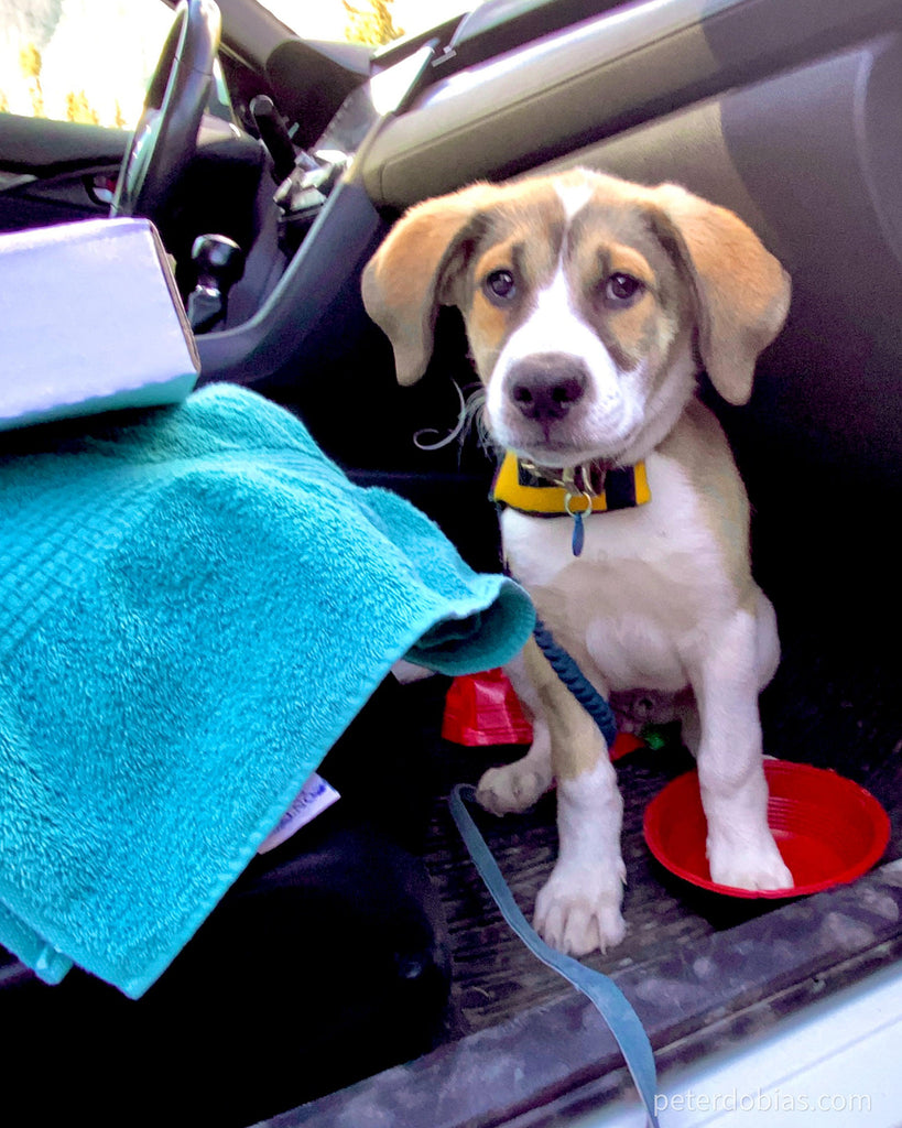 Tucker in the car wearing his adopt me vest