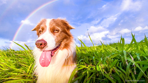 A happy dog under a rainbow