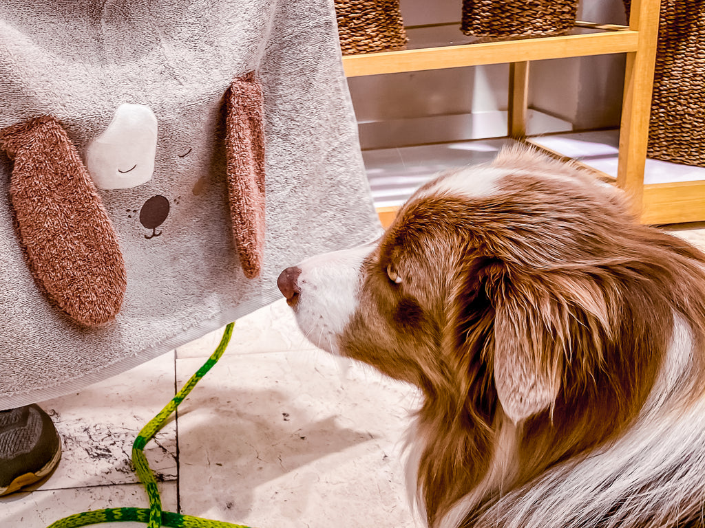 Border collie Pax looking at a dog themed towel