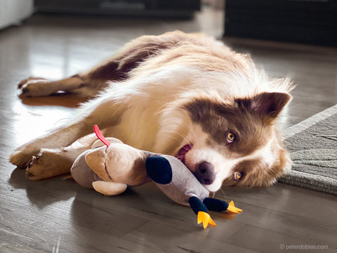 Pax laying on the floor with a toy