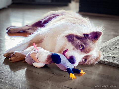 Pax on the floor with a toy