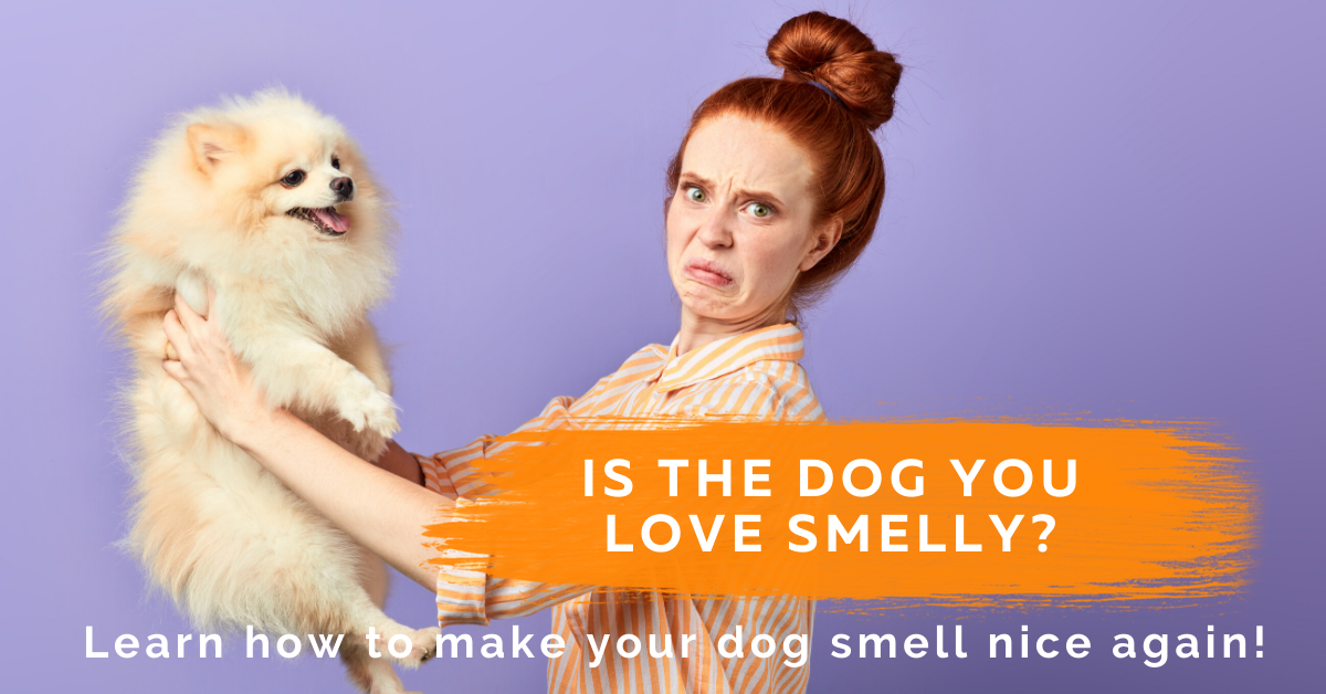 A complete guide to stinky “wet dog” problems