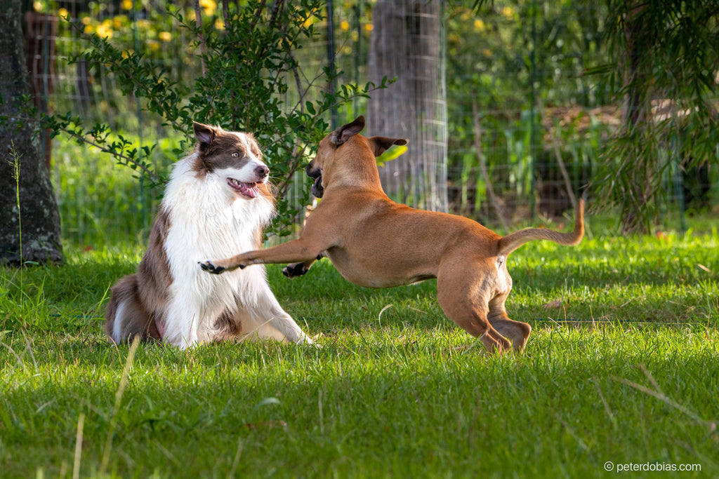 Border collie Pax playing with his doggy friend on a grassy field