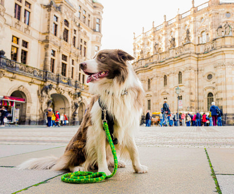 Pax wearing his Perfect Fit Harness and Gentle Leash sitting in a city square