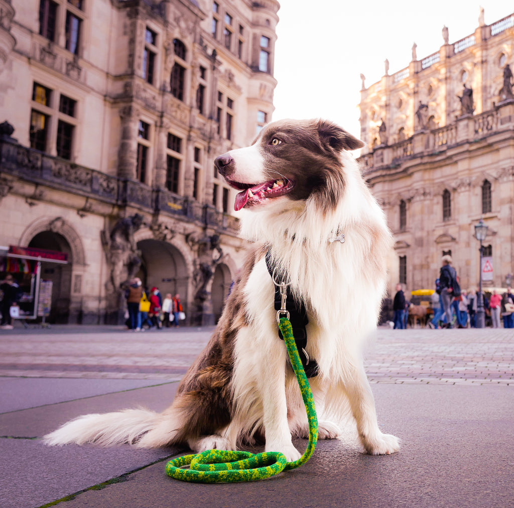 Pax wearing a Perfect Fit Harness and Gentle Leash