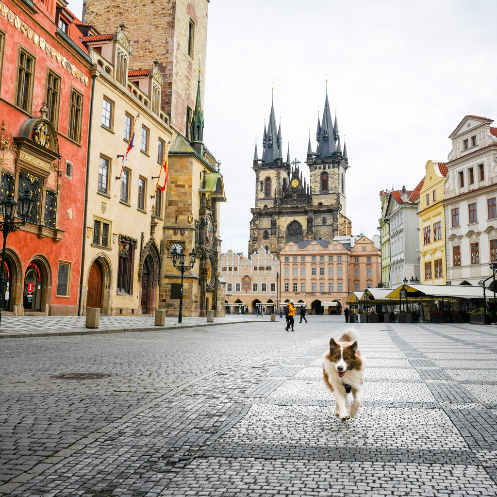 Pax running through the cobbled streets of Prague