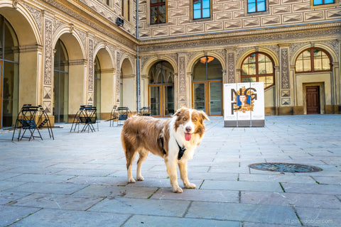 Pax the border collie dog standing in a square in Prague