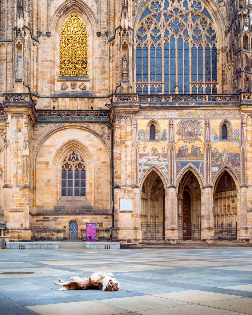 Pax laying on his back in front of a cathedral