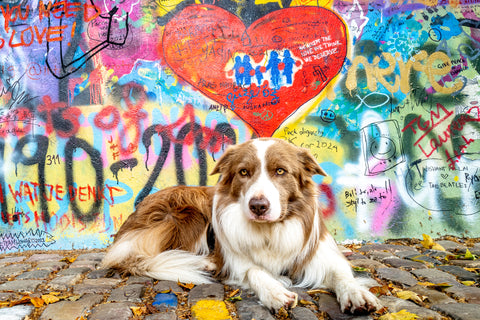 Pax the border collie laying in front of street graffiti on a wall 