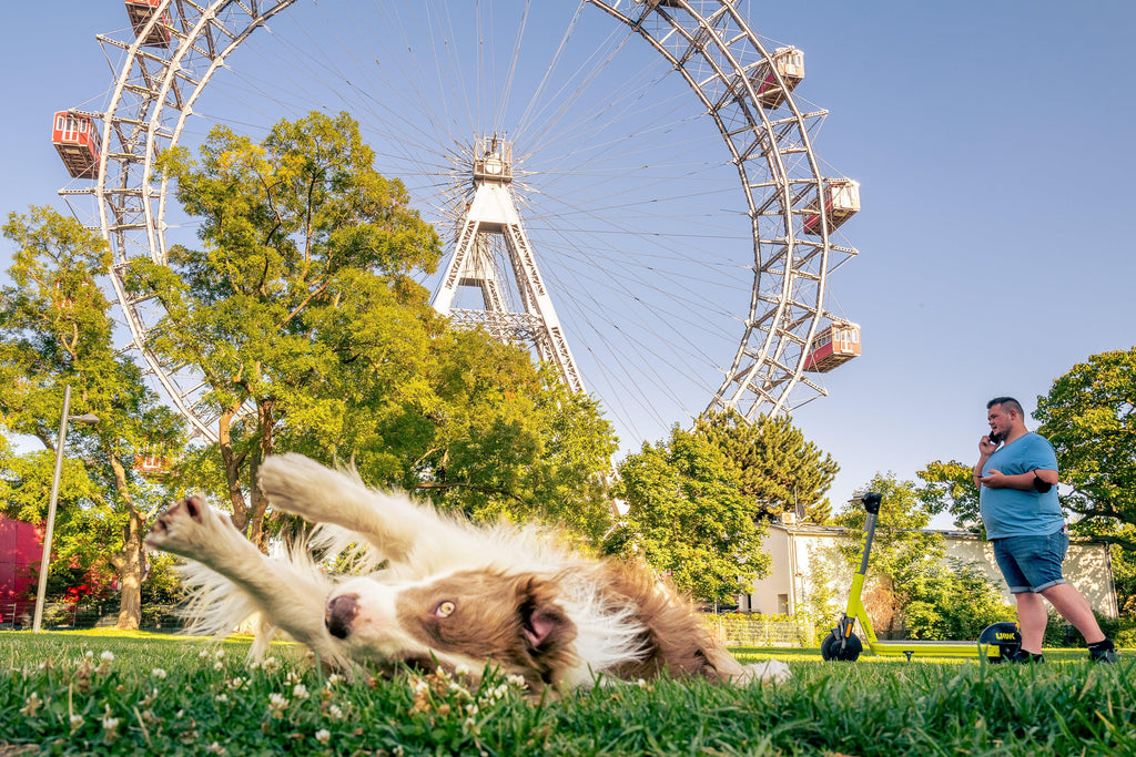 Pax rolling in the grass at the Prater in Vienna