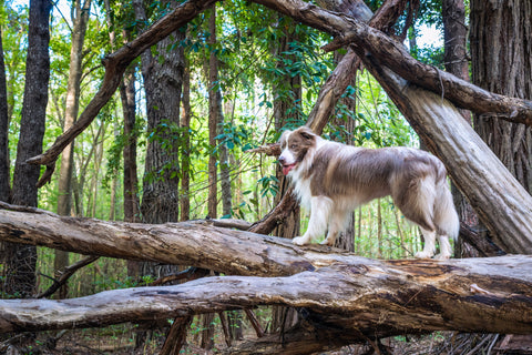 Border collie Pax standing on a fallen tree in the woods