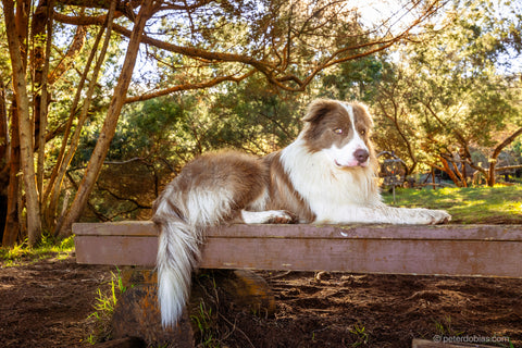 Border collie Pax 