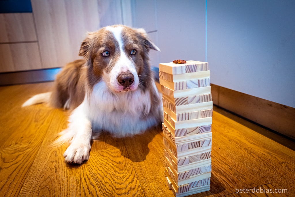 Pax looking at a treat on a Jenga tower
