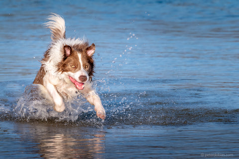 Pax the dog running in water