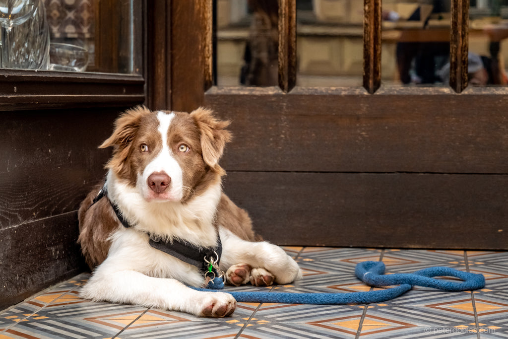 Pax laying on a European tiled doorstep wearing a gentle leash and perfect fit harness