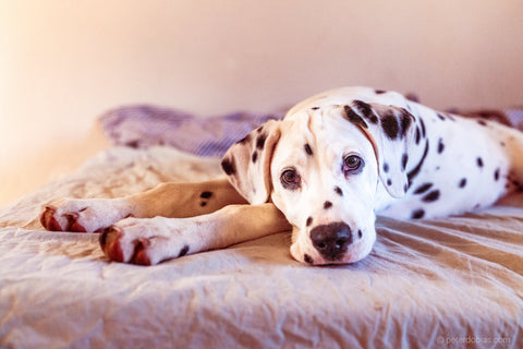 Dalmatian dog laying on a bed looking at the camera