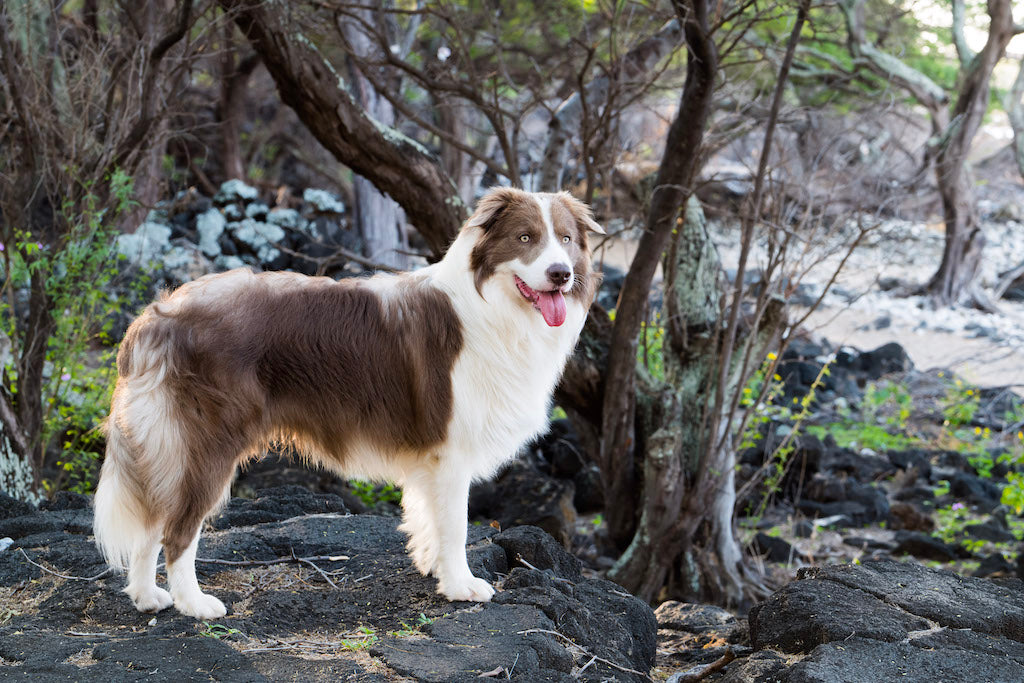 Pax healthy dog and coat