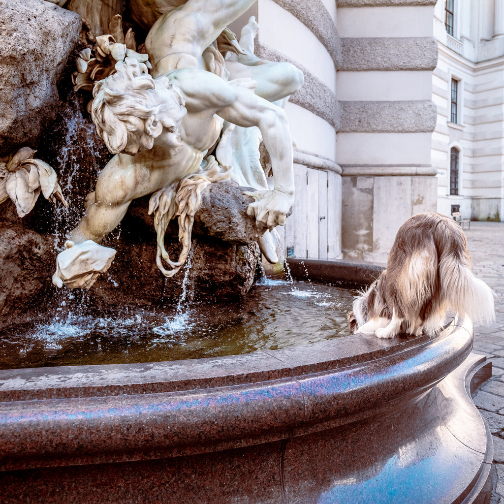 Pax drinking from the Macht zur See fountain in Vienna