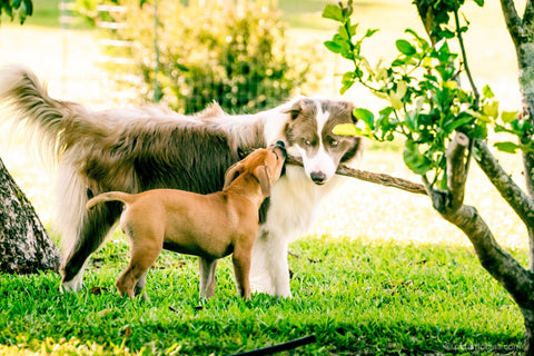 Pax and another dog standing in grass near a tree