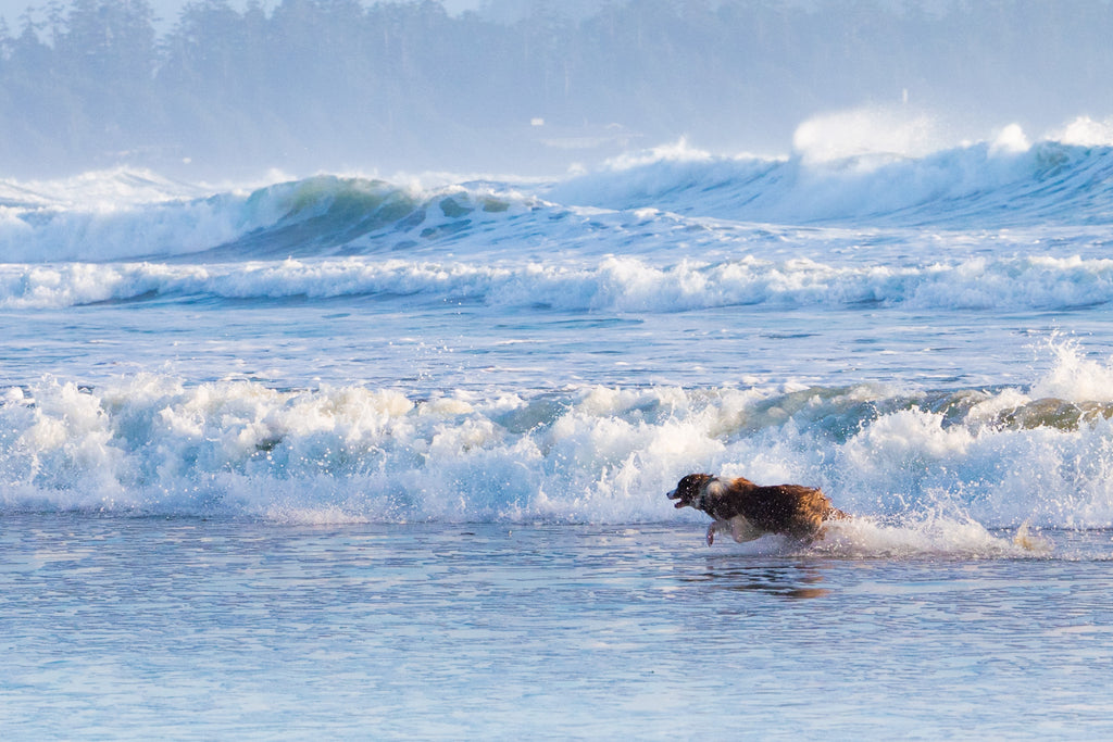 Pax running along the coastline at a beach in Tofino, BC