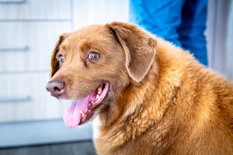 Bobi the oldest dog in the world