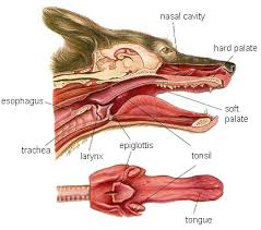 will a dog die from laryngeal paralysis