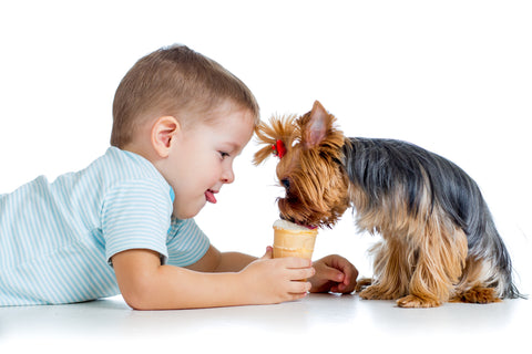 Boy sharing ice cream with dogs