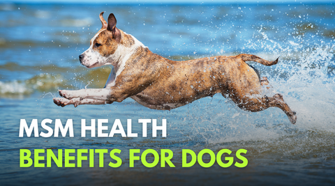 MSM health benefits for dogs, MSM for mobility and joint health