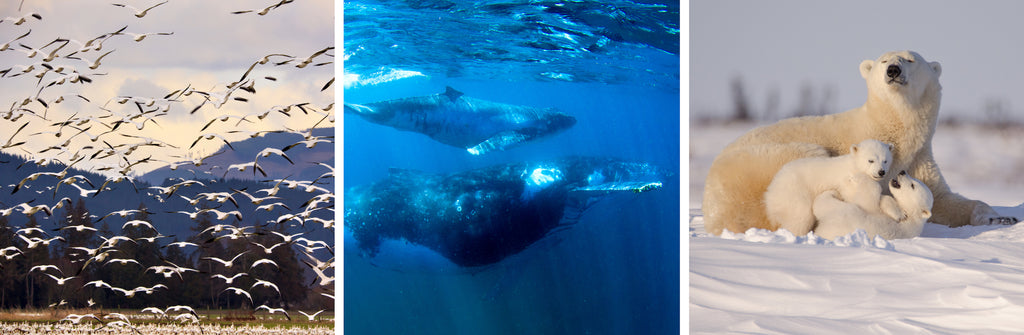 birds flying whales swimming and a polar bear with cubs