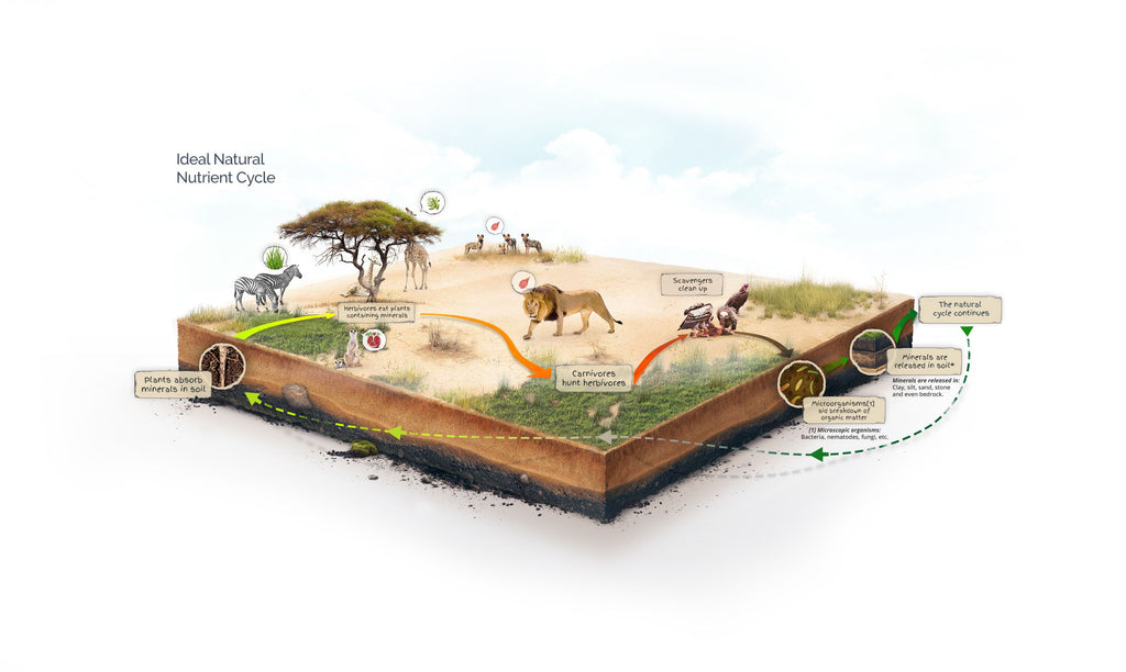 infographic depicting a perfect nutrient cycle