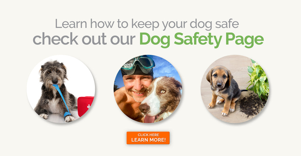 Dog safety page
