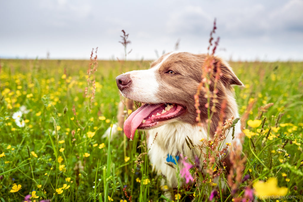 Border collie Pax laying in a meadow smiling