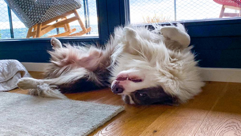 Border collie Pax laying on his back