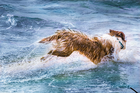 Pax the dog running in the ocean