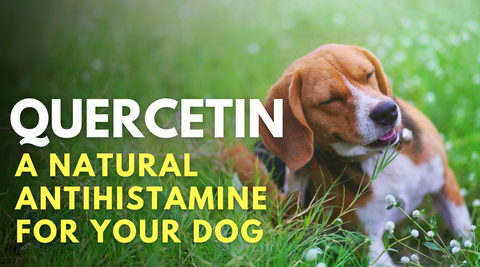 Quercetin- a natural antihistamine for dogs