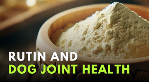 Rutin and dog joint health