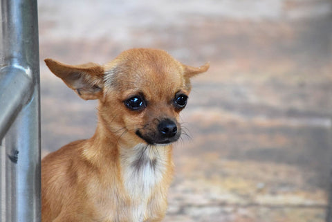 Sad chihuahua at puppy mill