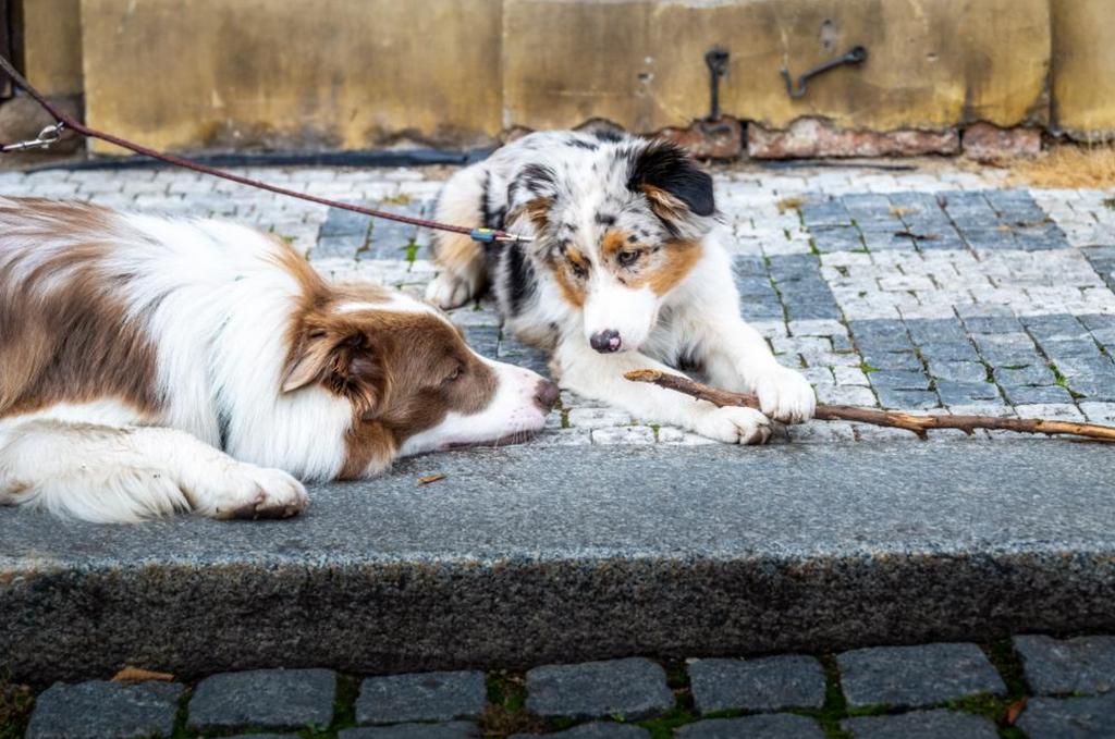 Border collie Pax and a friend laying together on the sidewalk