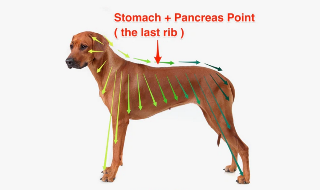 Stomach and pancreas points on the spine