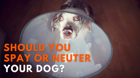 Spay Or neuter dog in cone