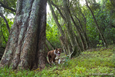 Dog hiking in forest