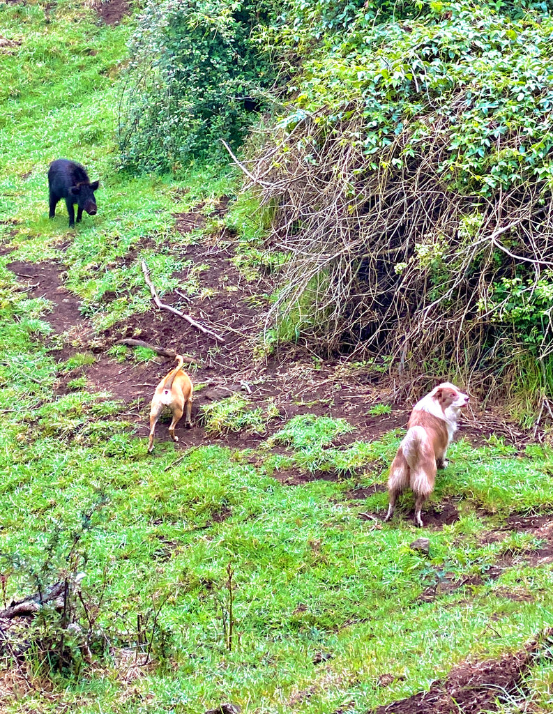 Pax and Lana barking at a feral pig in Maui