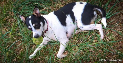 Dog playing with tennis ball in the grass